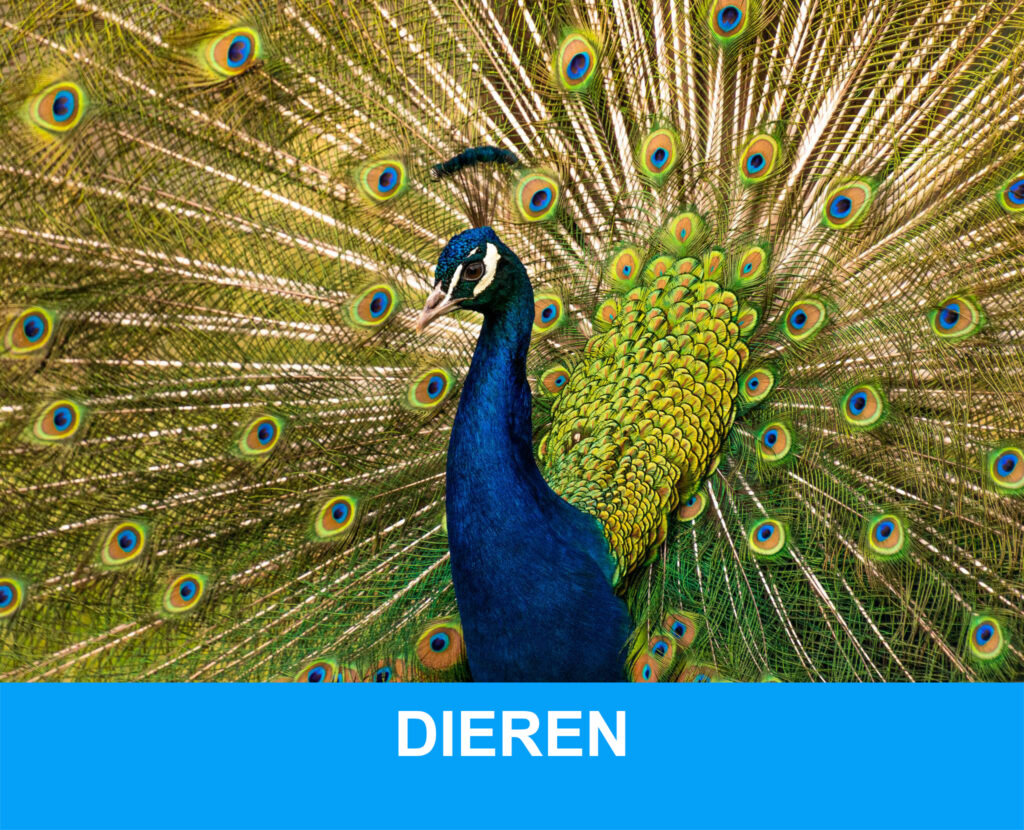 dieren