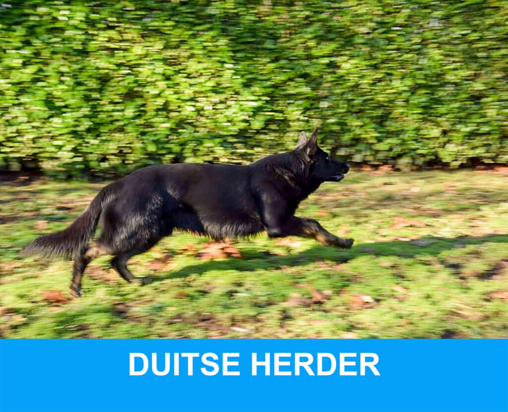 duitse herder