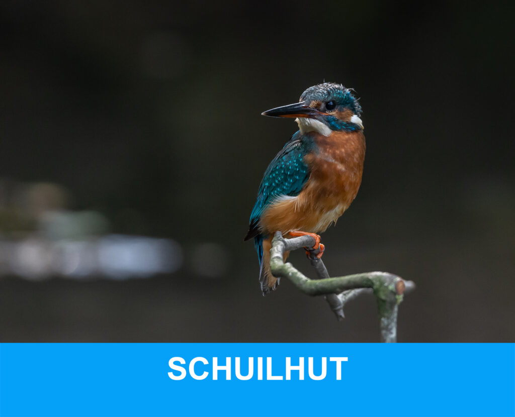 Schuilhut